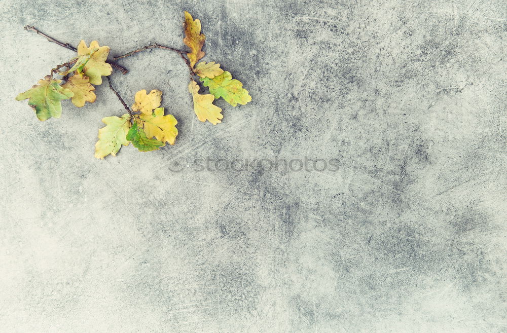 Image, Stock Photo [HH08.3] Autumn scattering