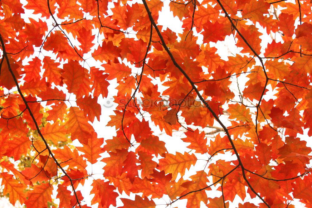 Similar – Image, Stock Photo Orange-red wig shrub