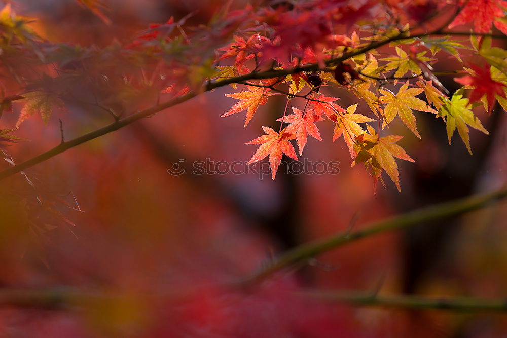 Similar – Image, Stock Photo flowering maple Nature