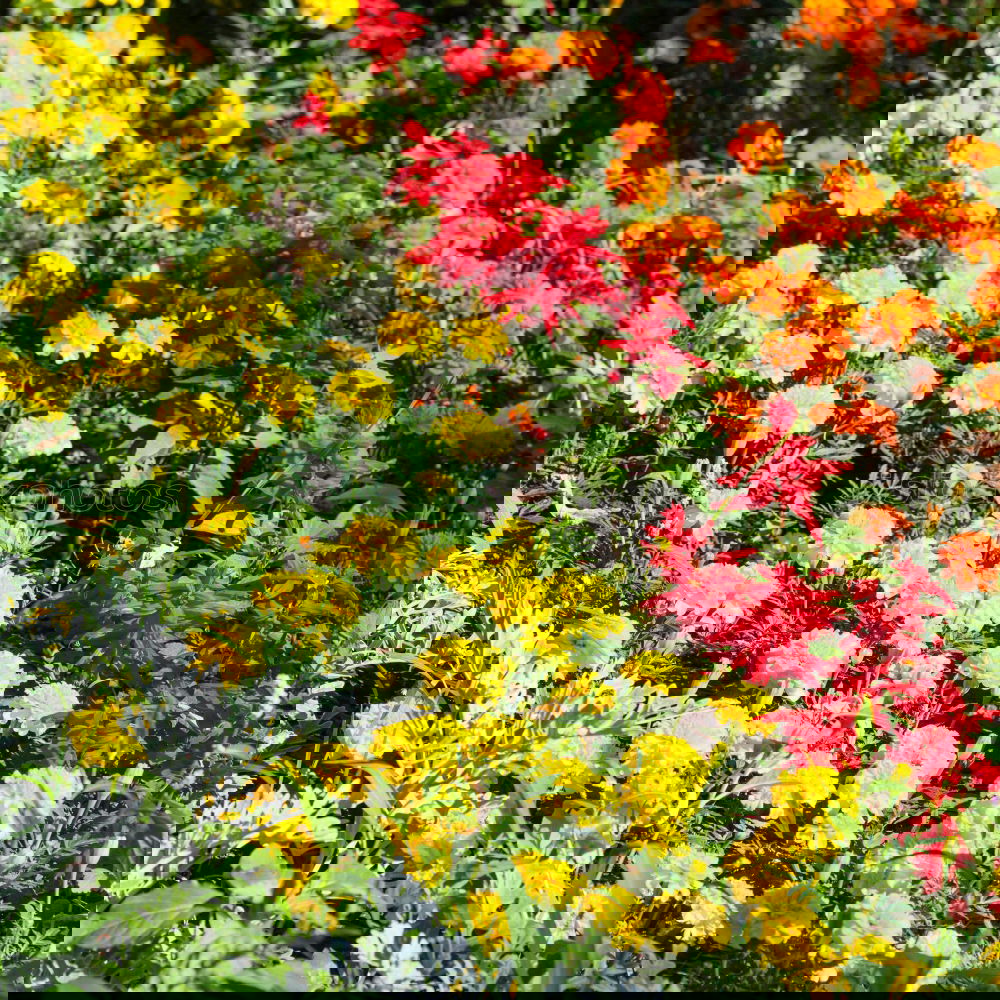 Similar – Image, Stock Photo motley flower bed flowers