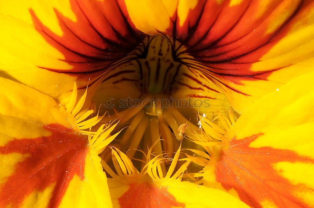 Similar – sunlike Gerbera Blossom