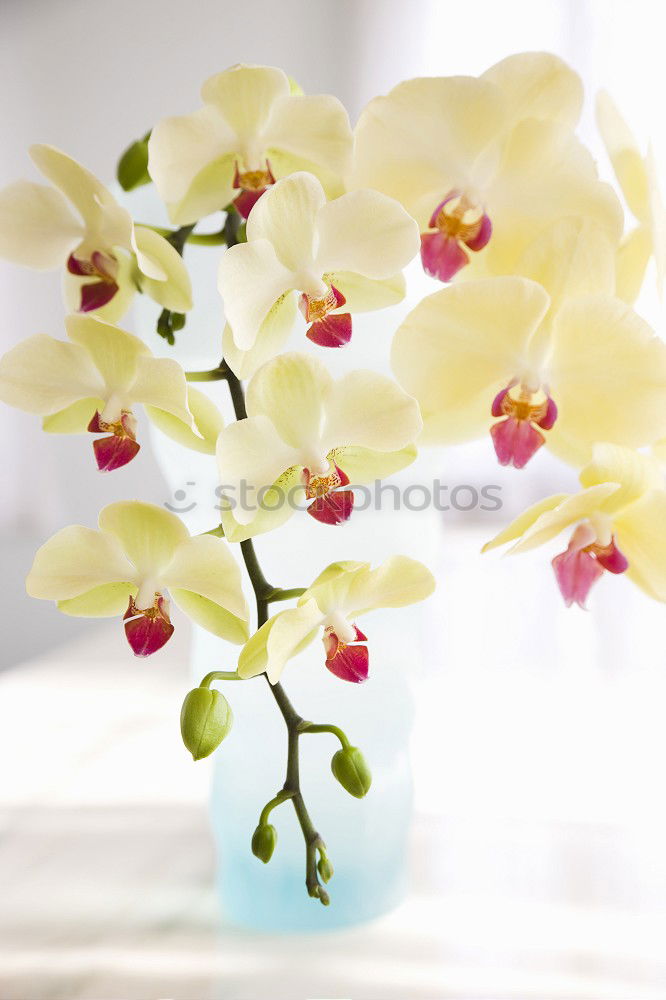 Similar – orchid Orchid Pink Flower