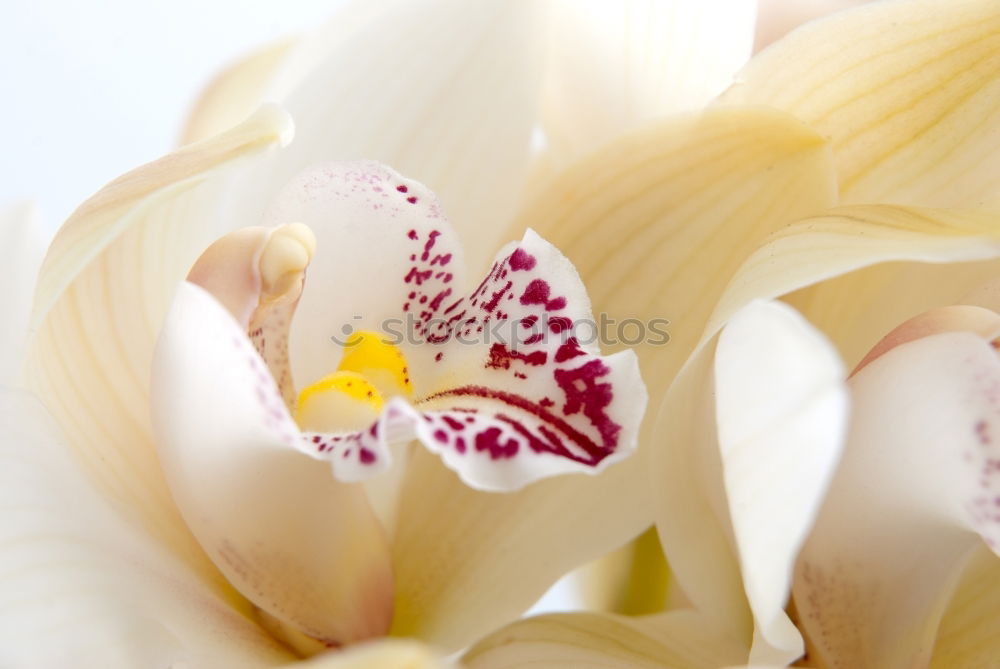 Similar – Image, Stock Photo Delicate flowers of orchids