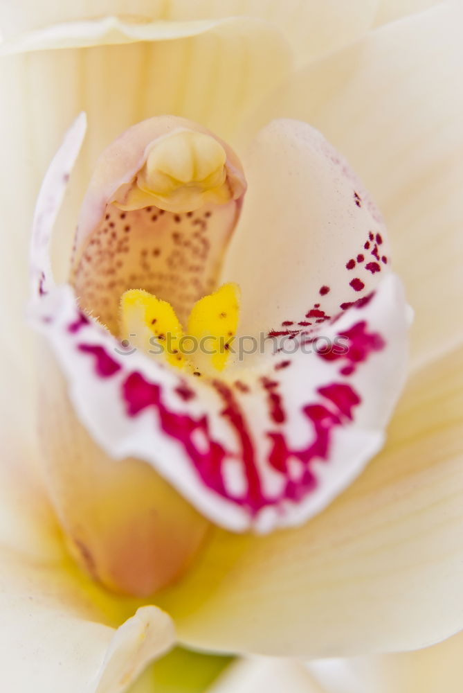 Similar – Flower II Orchid 2 Blossom