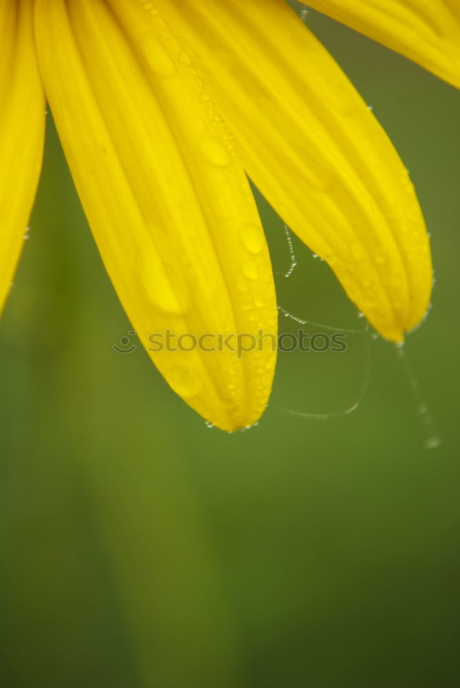 Similar – Image, Stock Photo summer flower Nature Plant