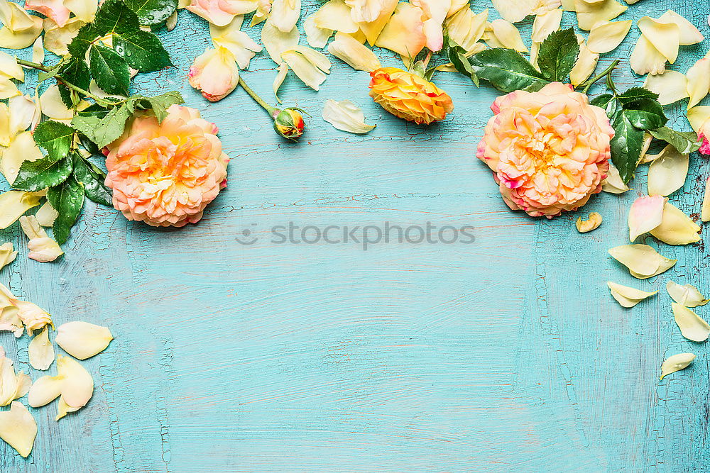 Image, Stock Photo Yellow pink roses with leaves on light blue background