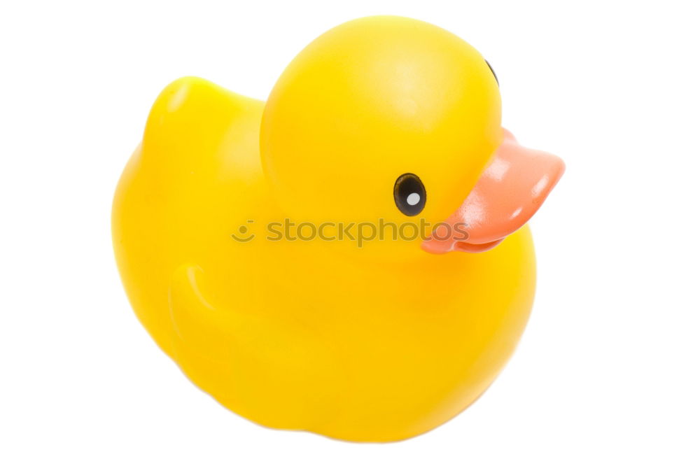 Similar – squeaky duck Squeak duck