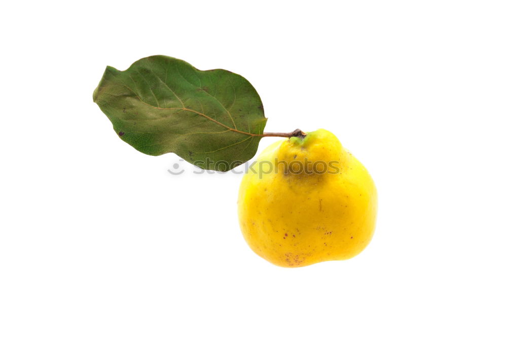 Similar – quinces Yellow Dried up