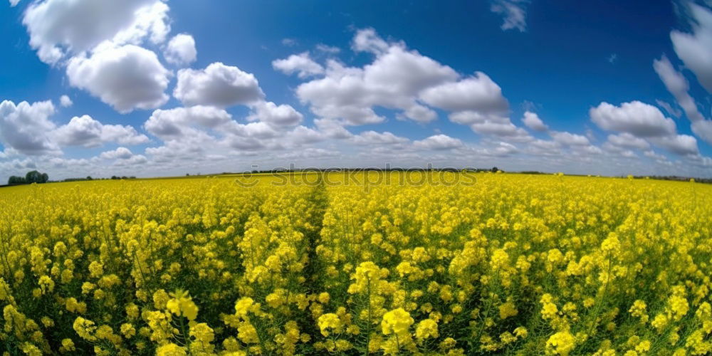 Similar – Rapsfeld im Mai II Wolken