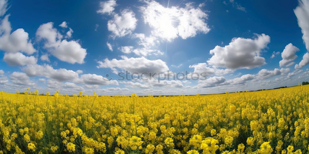 Similar – Rapsfeld im Mai II Wolken