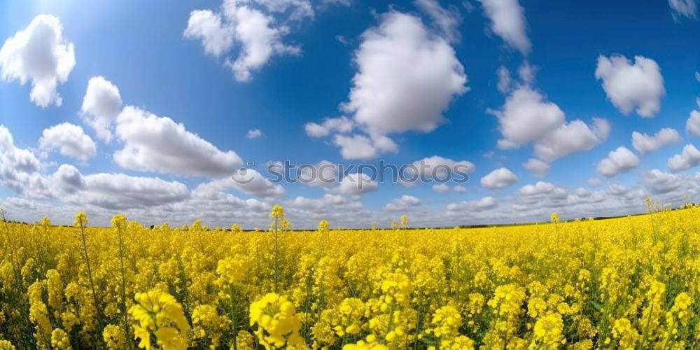 Similar – Rapsfeld im Mai II Wolken