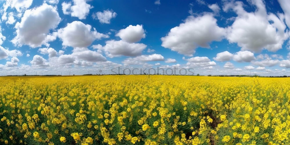 Similar – rapsfeld Canola