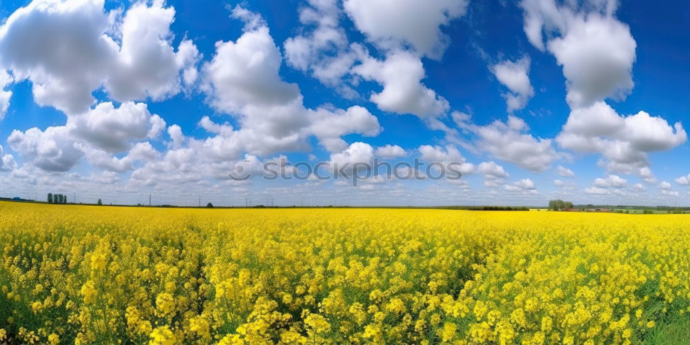 Rapsfeld im Mai II Wolken