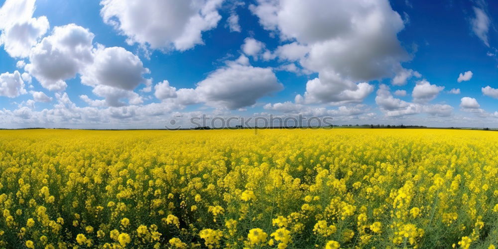 Similar – Rapsfeld im Mai II Wolken