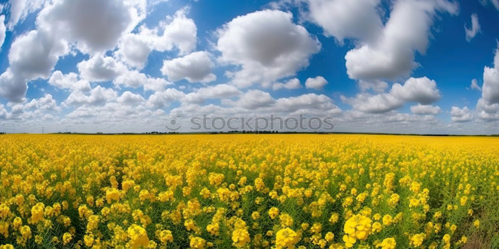 Similar – Image, Stock Photo Rapeseed blossom