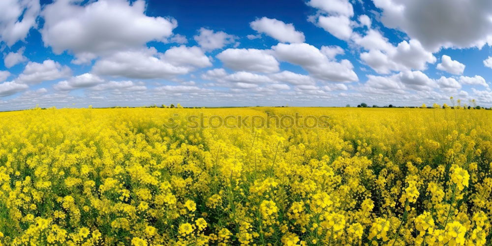 Similar – rapsfeld Canola