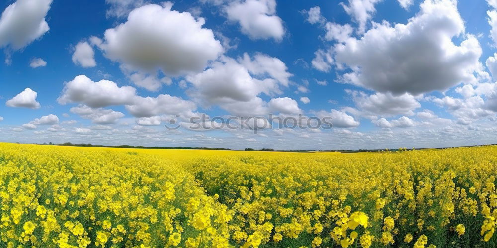 Similar – Rapsfeld im Mai II Wolken