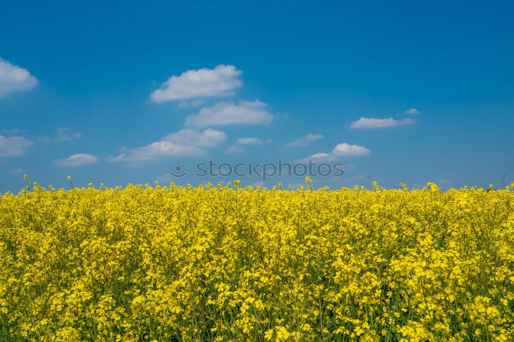 Similar – La colza I Canola Plant