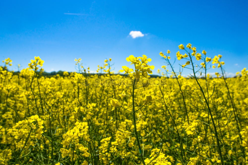 Similar – La colza III Canola Plant