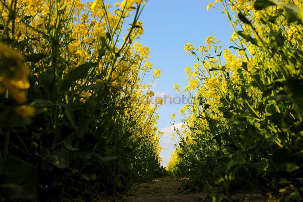 Similar – rapeseed forest To enjoy