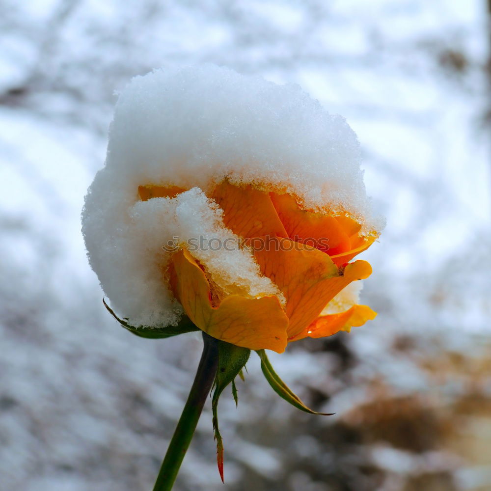 Similar – Image, Stock Photo Look who’s blossoming.