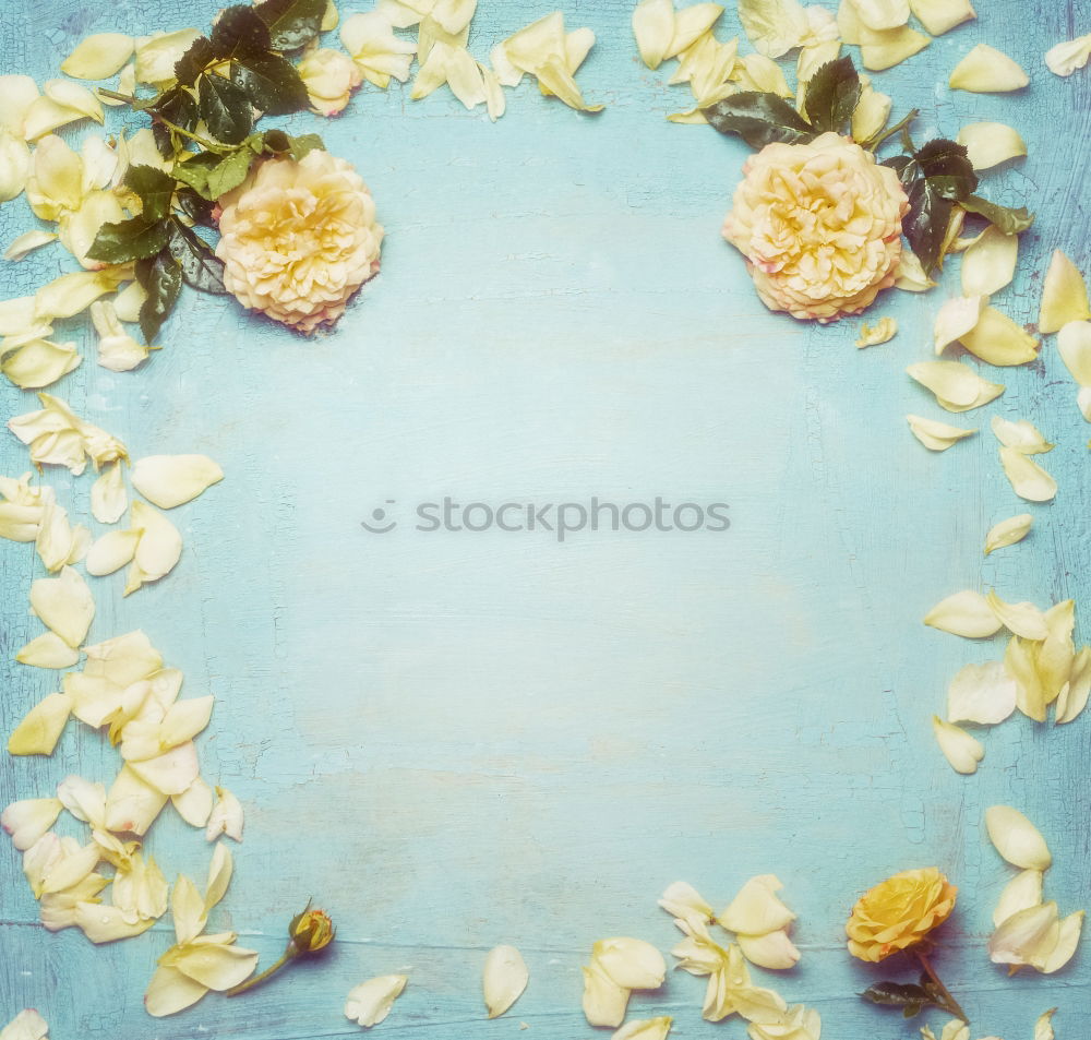 Similar – Image, Stock Photo Yellow pink roses with leaves on light blue background