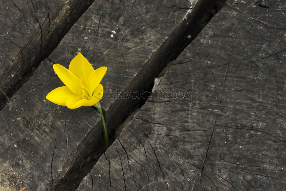 Similar – Mauerblümchen Farbfoto