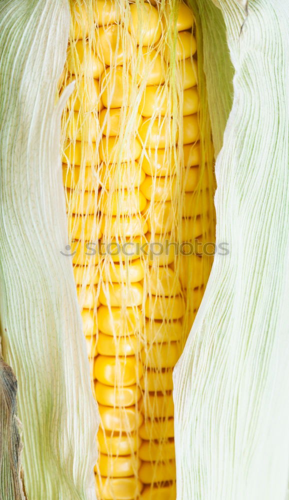 Similar – maize Maize Corn cob