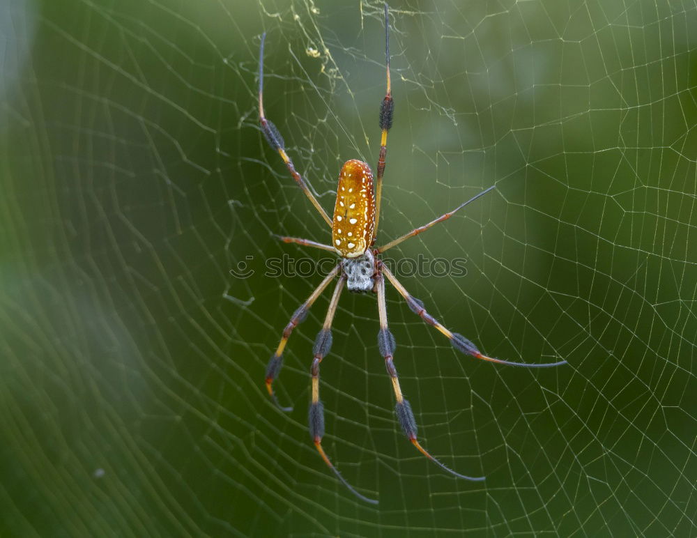 Similar – Image, Stock Photo Nursery Web Spider Sitting On Green Leaf In Garden