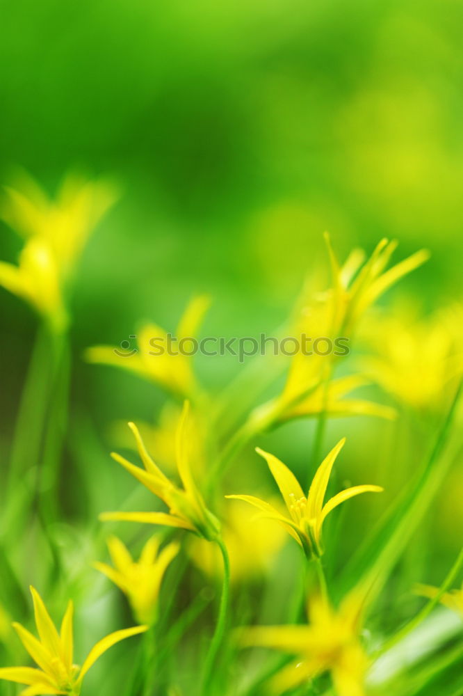 Similar – Image, Stock Photo snip Abstract Yellow Green