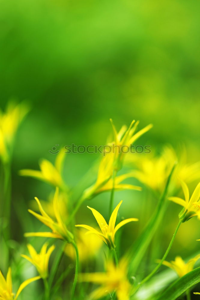 Similar – Image, Stock Photo snip Abstract Yellow Green