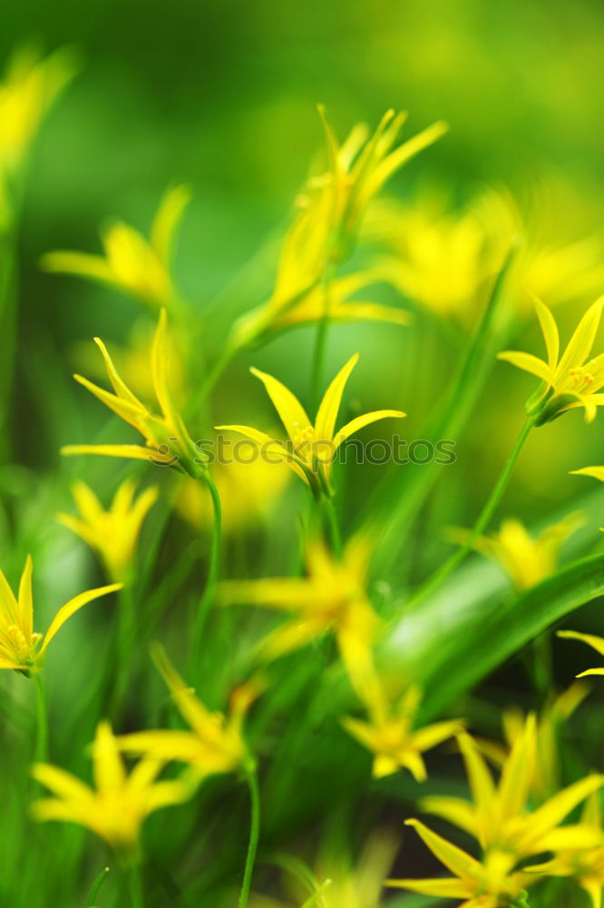 Similar – Image, Stock Photo snip Abstract Yellow Green