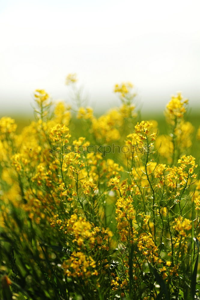 Similar – ranunculus acris gelb