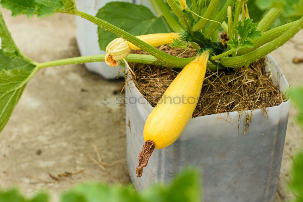 Similar – Image, Stock Photo Hand holding fresh potatoes