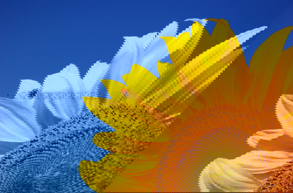 Similar – Image, Stock Photo Sun