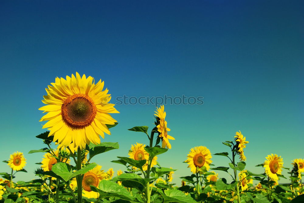 Similar – family joy Sunflower