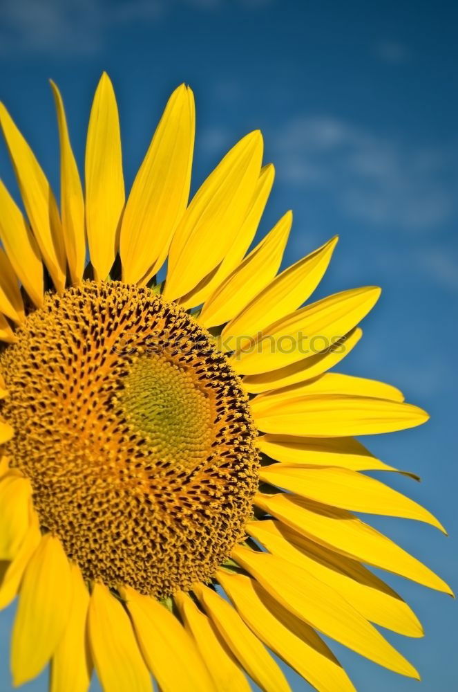 Similar – flowerage Sunflower