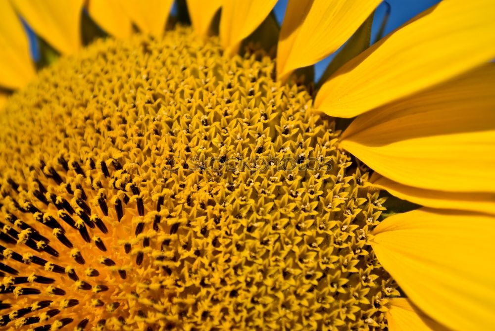 Sunflower Sonnenblumenöl