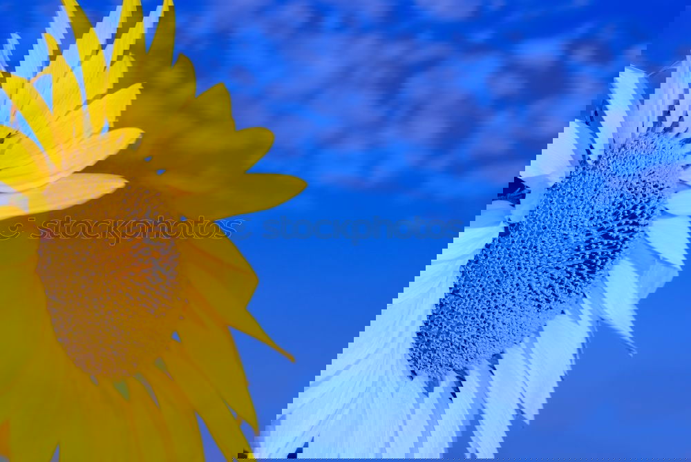 Similar – Image, Stock Photo Yellow Flower Summer Sky