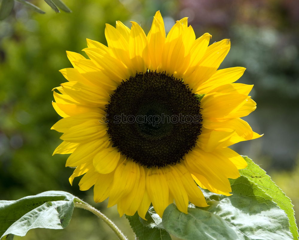 Similar – Rear view of a sunflower in sunlight in front of a blue sky