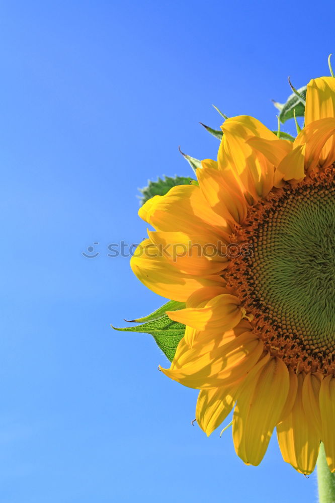 Yellow Flower Summer Sky
