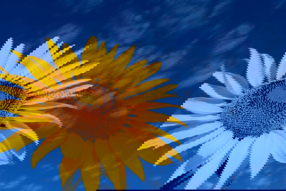 Similar – Image, Stock Photo Yellow Flower Summer Sky