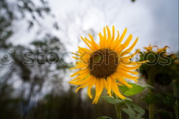 Foto Bild Lichtstrahl Frühling Wiese