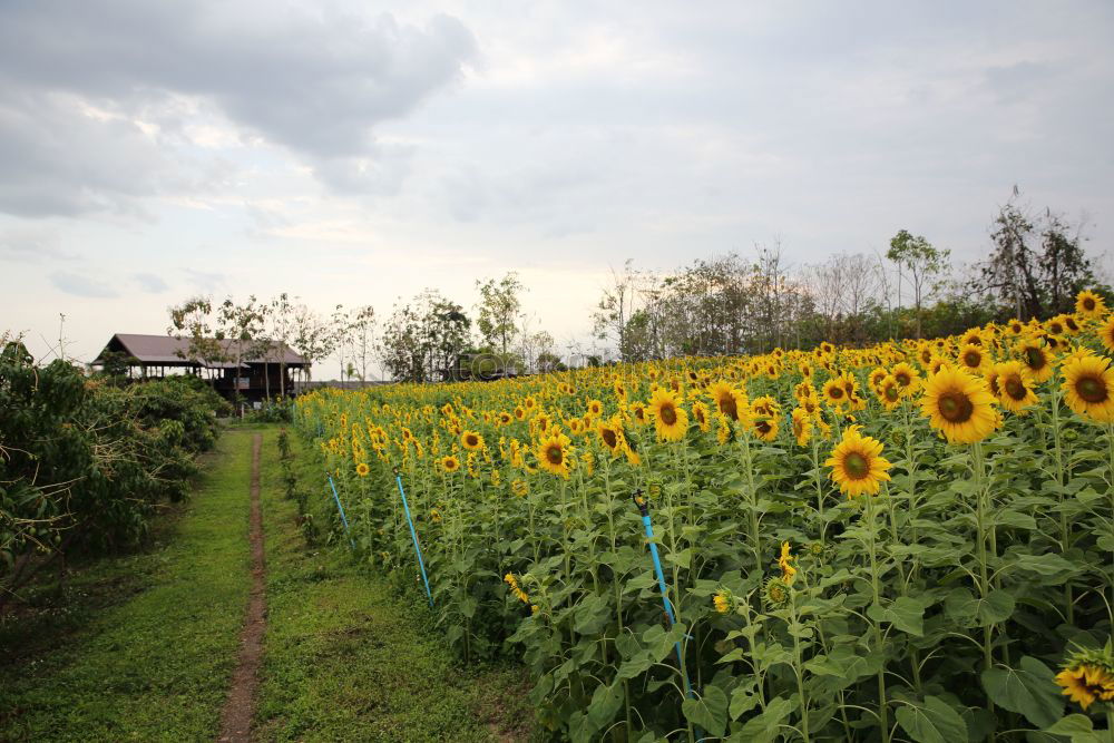 Similar – rapeseed forest To enjoy