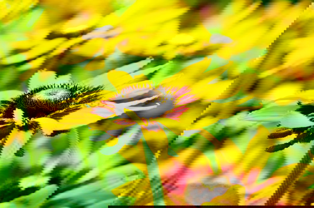 Similar – Image, Stock Photo very sunny Sunflower