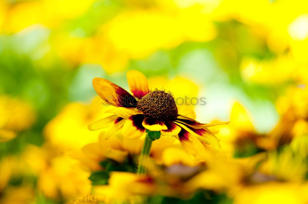 Similar – Image, Stock Photo Beginning of the bee time