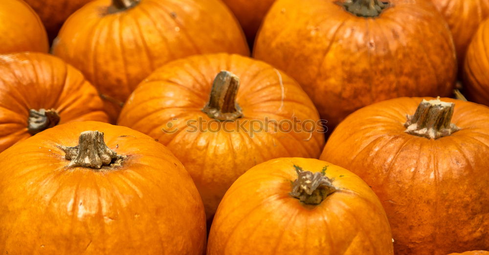 Similar – Image, Stock Photo pumpkin Colour photo Light