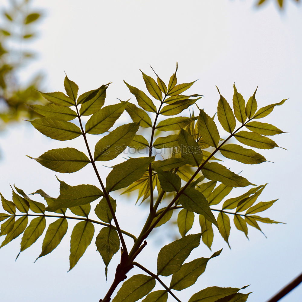 Similar – Discolouration Baum Blatt