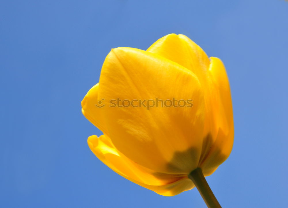 Similar – Tulip flower, yellow