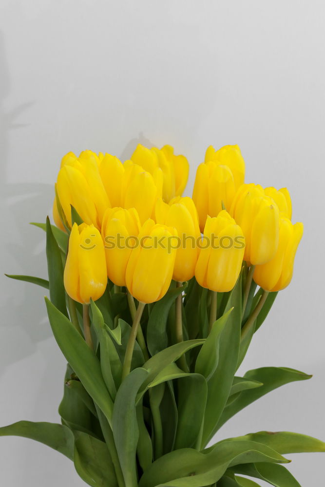 Similar – Foto Bild Tulipa Tulpe Blumenstrauß